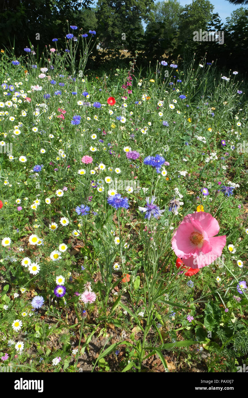 Fiori di campo in un paese di lingua inglese giardino, Shropshire. Foto Stock