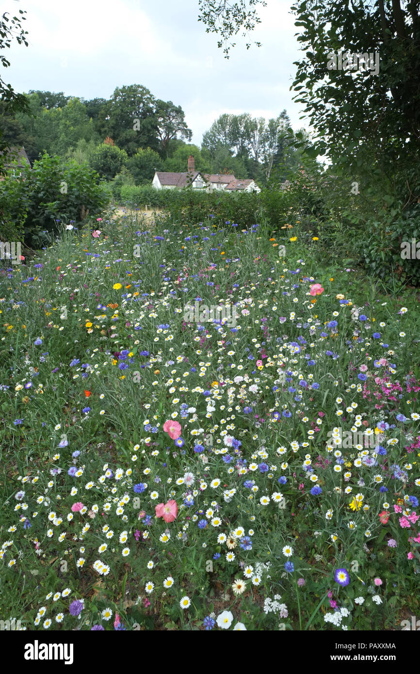 Fiori di campo in un paese di lingua inglese giardino, Shropshire. Foto Stock