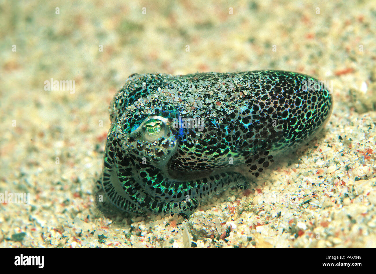 Berry's bobtail squid o Hummingbird bobtail squid (Euprymna berryi), Sabang Beach, Mindoro, Filippine Foto Stock