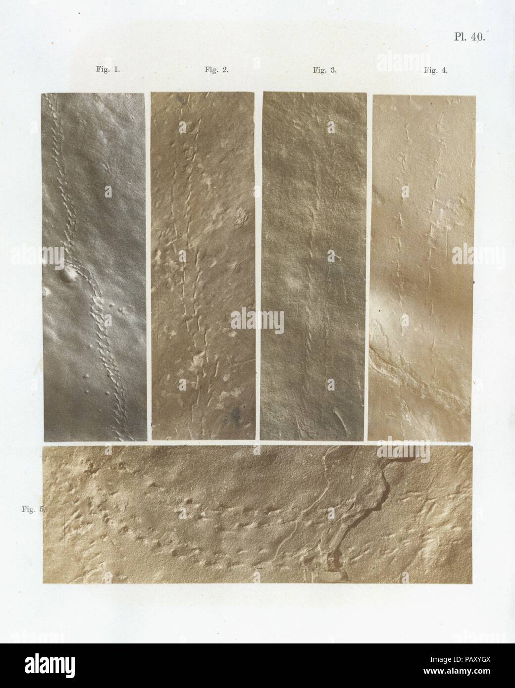 Ichnographs dall'arenaria del fiume Connecticut. Artista: James Deane (American, 1801-1858). Data di pubblicazione: 1861. Presto, la fotografia è stata riconosciuta come un potenziale strumento di indagine scientifica. In Inghilterra e in Francia, dove gli scienziati applicati osservazione empirica nella loro ricerca di spiegare le origini della terra, la sua flora e fauna, la fotografia ha presentato un mezzo per il conseguimento di una maggiore--e più duraturo--ottica di probità. James Deane, un chirurgo da Greenfield, Massachusetts, ha iniziato il suo lavoro in ichnography (ikhnos, dal greco e significa "via' o 'trace' graphia, dal latino, media Foto Stock