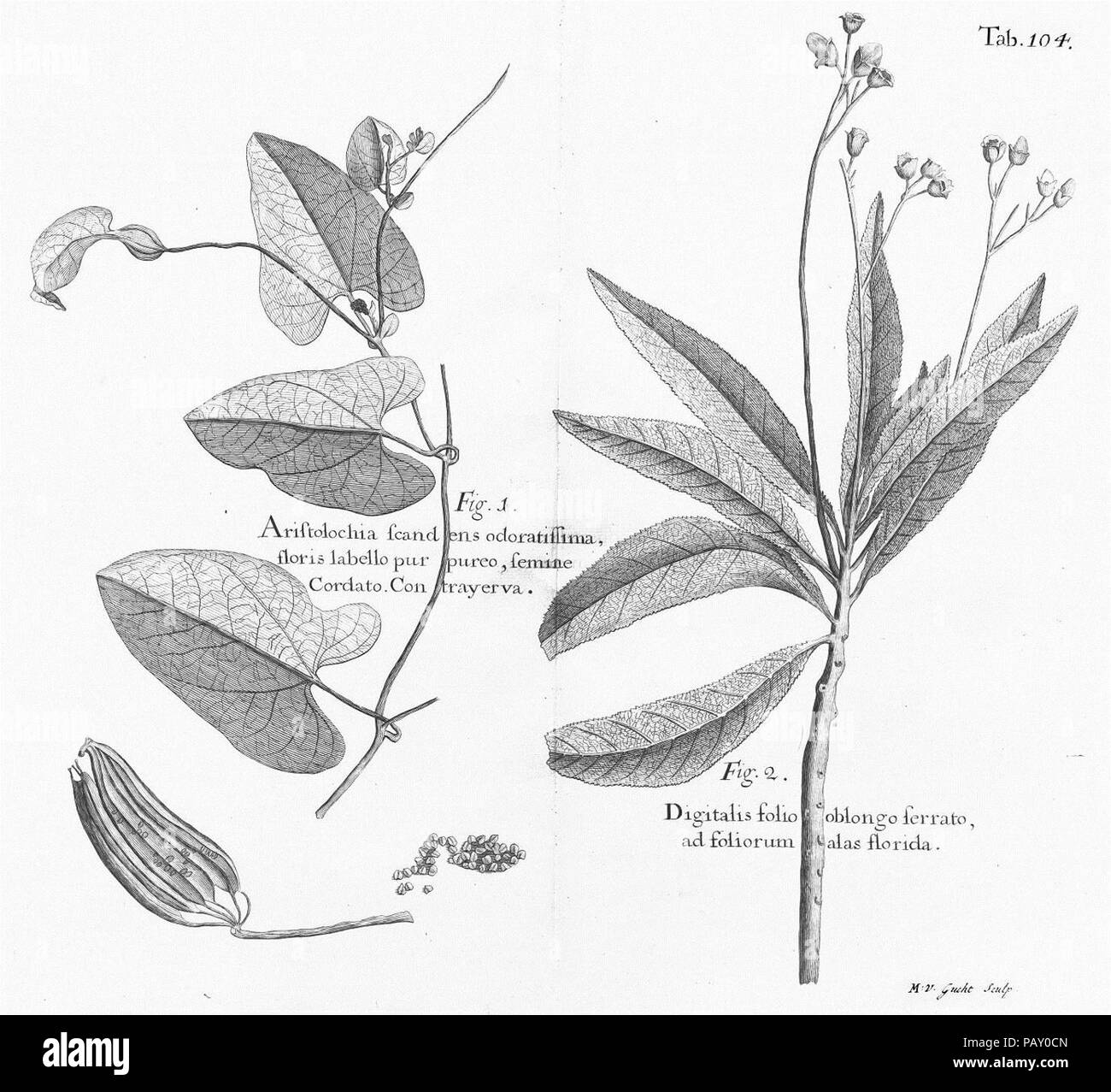 Un viaggio alle isole di Madera, Barbados, Nieves, S. Christophers e Giamaica Foto Stock