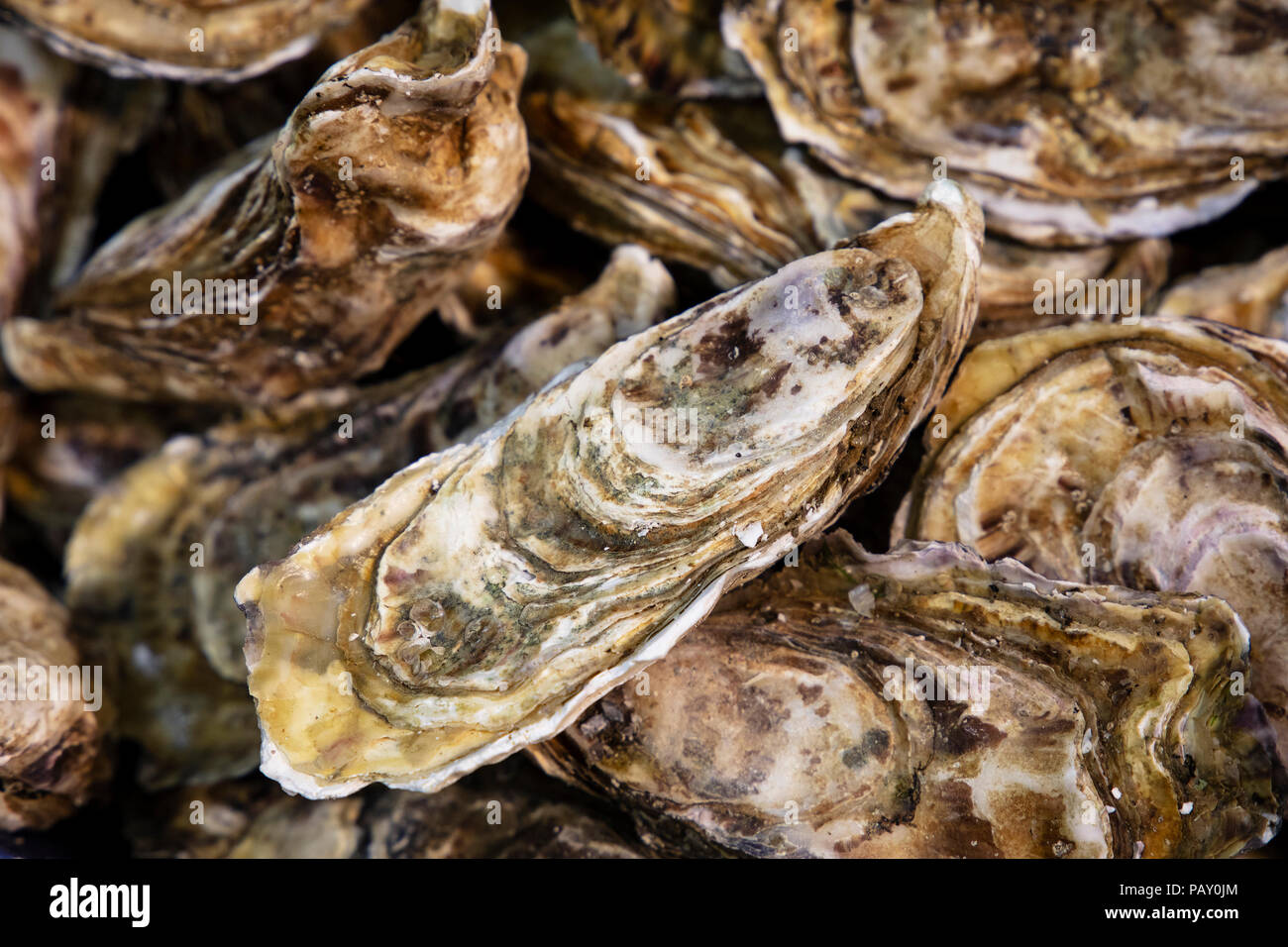 Chiudere il pescato di diverse materie ostriche al display di vendita al dettaglio del mercato del pescatore, vicino ad alto angolo di visione Foto Stock