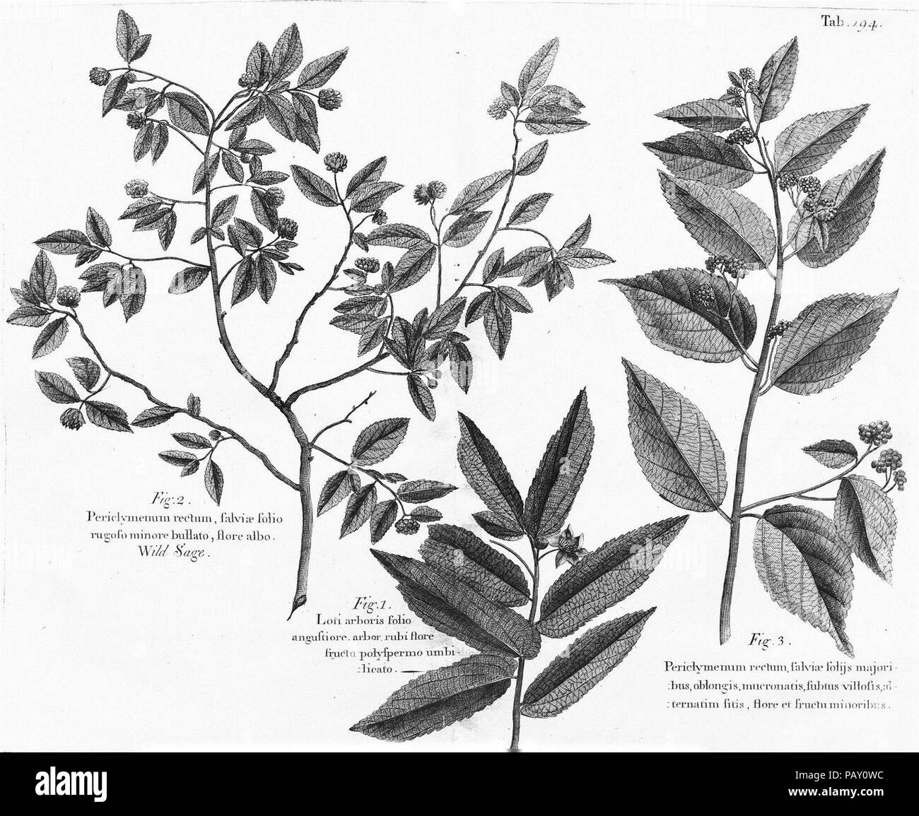 Un viaggio alle isole di Madera, Barbados, Nieves, S. Christophers e Giamaica Foto Stock