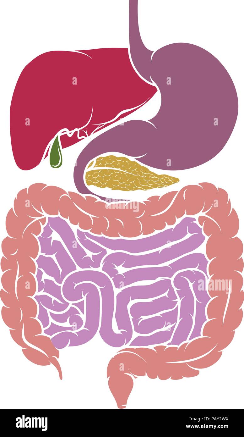 Anatomia umana Apparato Digerente Schema tratto Illustrazione Vettoriale