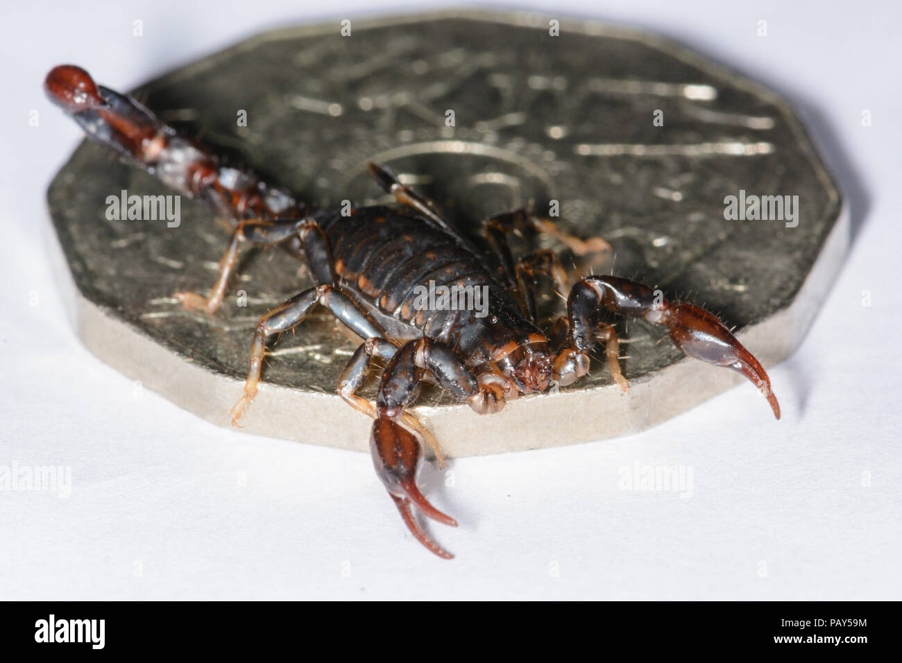 Scorpione in legno su 50 cent Foto Stock