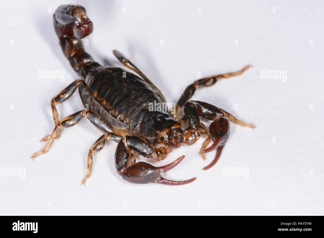 Scorpione in legno Foto Stock