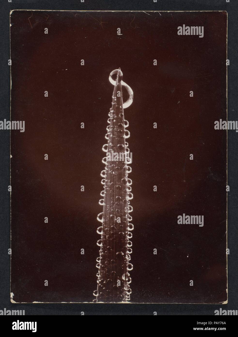 [Rugiada su una lama di erba]. Artista: Wilson Alwyn Bentley (American, 1865-1931). Dimensioni: Immagine: 4 a. × 2 15/16 in. (10,1 × 7,5 cm). Data: 1890s-1920s. Museo: Metropolitan Museum of Art di New York, Stati Uniti d'America. Foto Stock