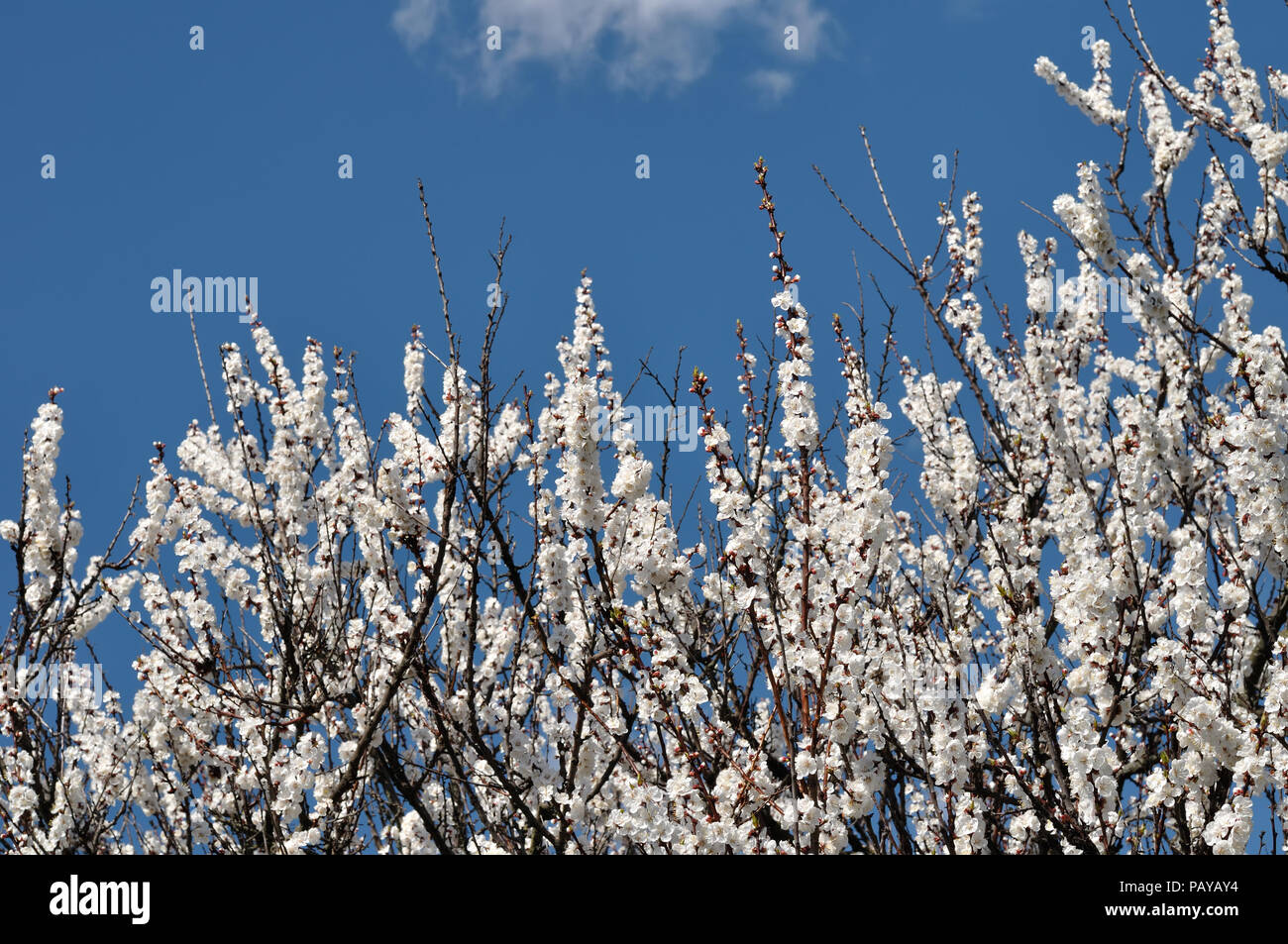 Blooming albicocco sul cielo blu sullo sfondo Foto Stock