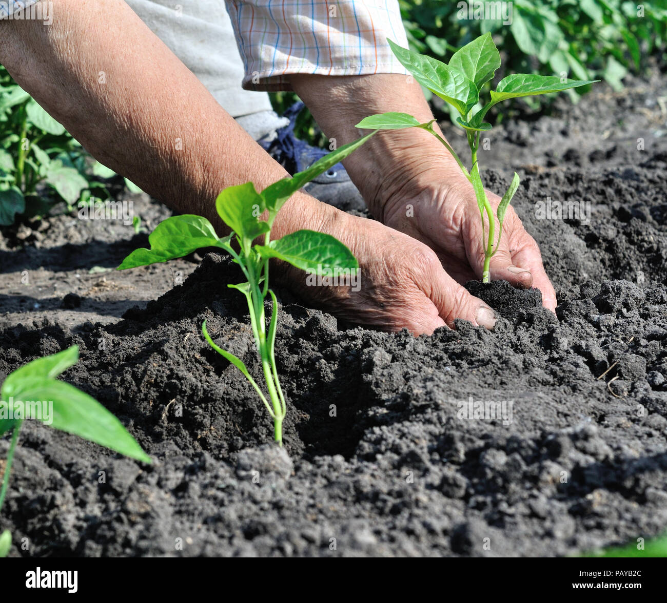 Il giardiniere le mani di piantare una piantina di pepe nel giardino vegetale Foto Stock