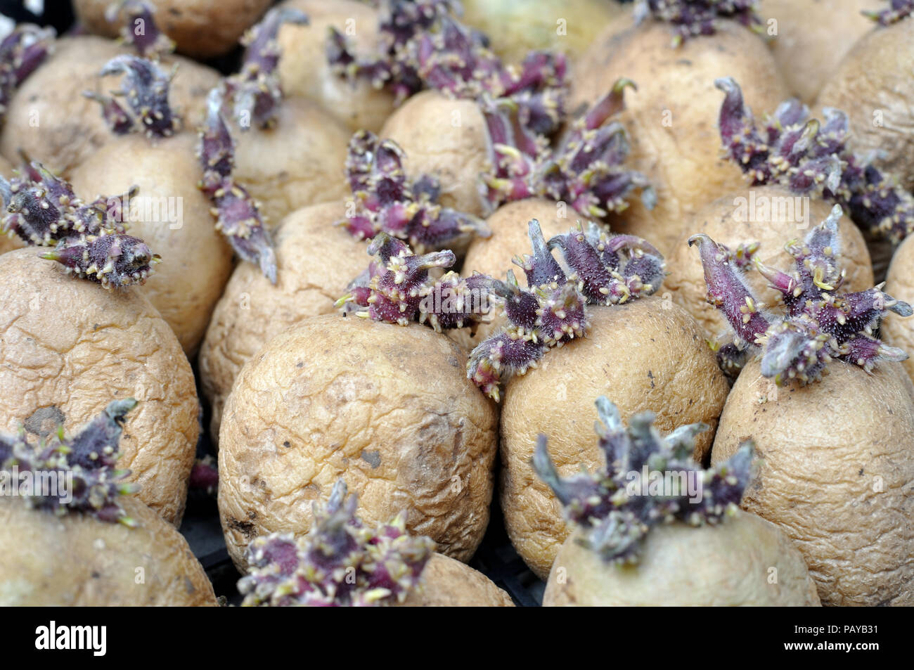 Close-up di germinare le patate prima di piantare in orto il fuoco selettivo Foto Stock