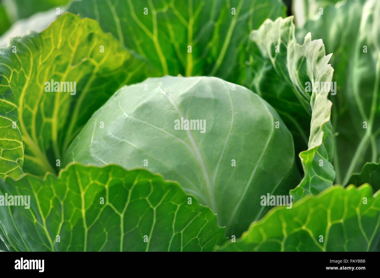 Close-up di coltivate biologicamente cavolo fresco nel giardino vegetale, illuminazione di mattina Foto Stock