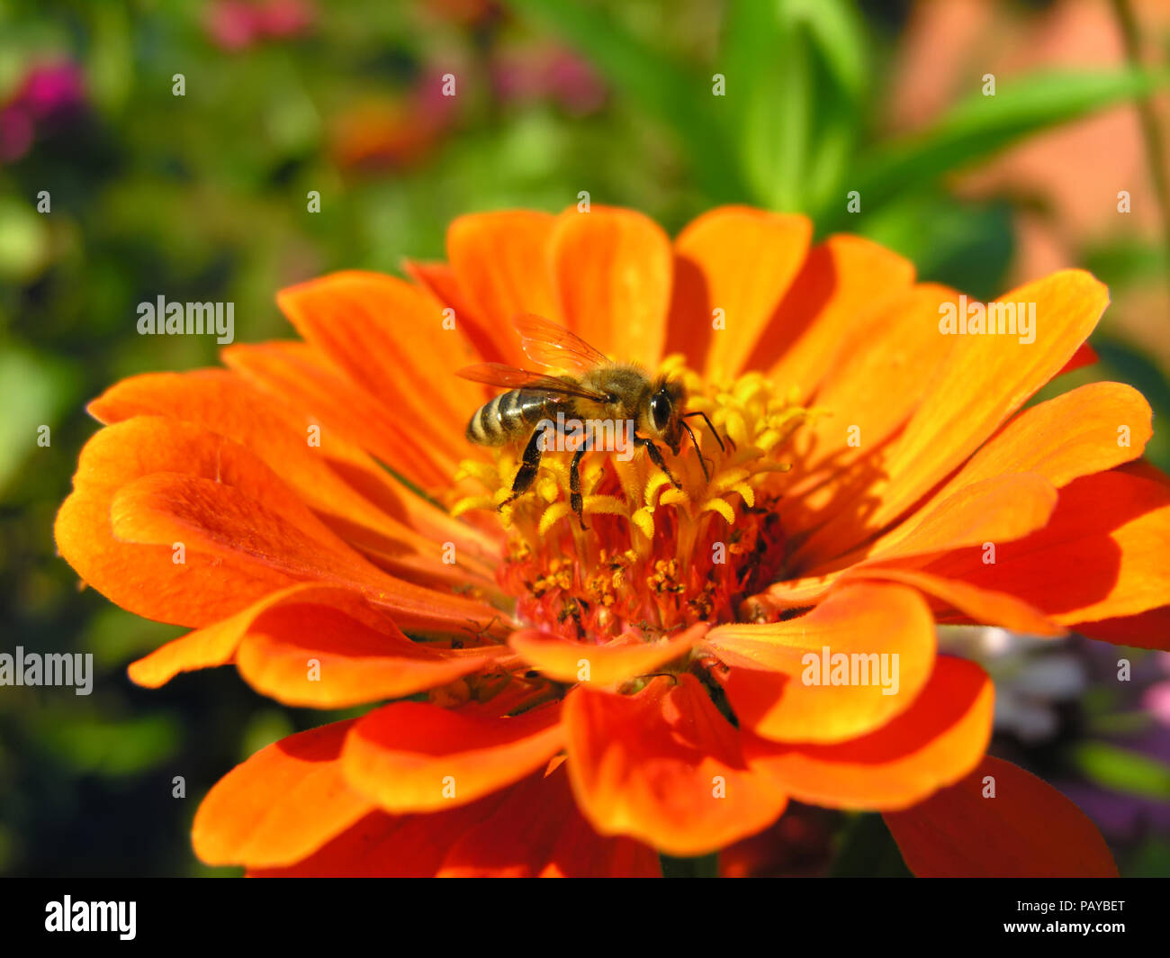 Primo piano di lavoro ape sulla zinnia fiore nella giornata di sole Foto Stock
