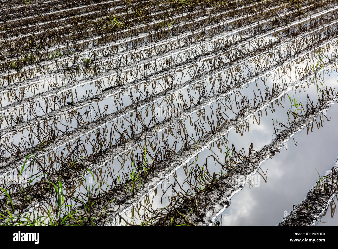Allagato il campo di patate. Terreno agricolo dopo la pioggia sotto l'acqua. Agricoltura allagato i campi. Foto Stock