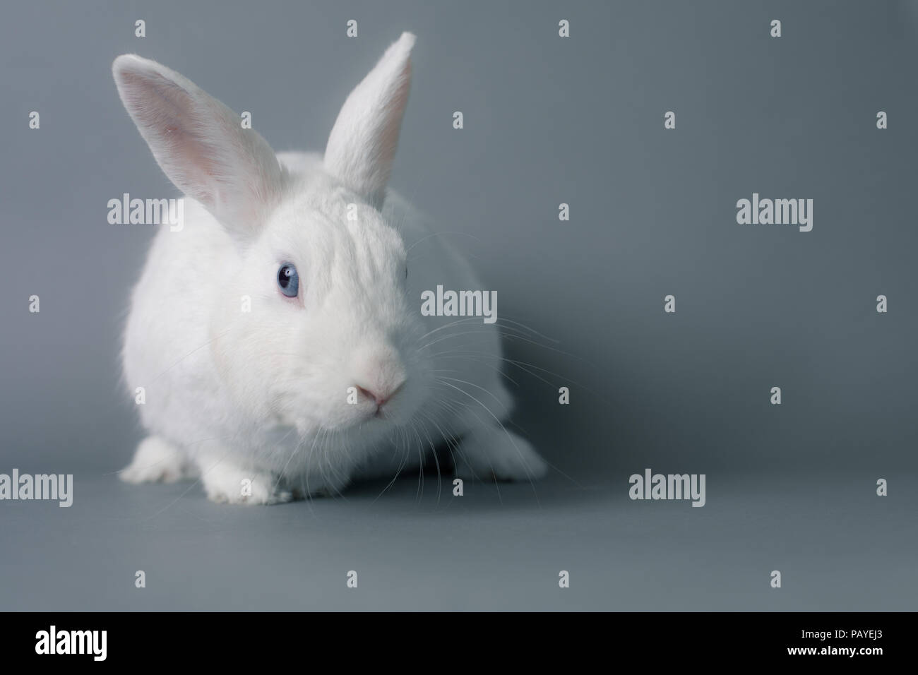 Splendida facciata bianca baby bunny coniglio con enormi orecchie su una perfetta lo sfondo grigio Foto Stock