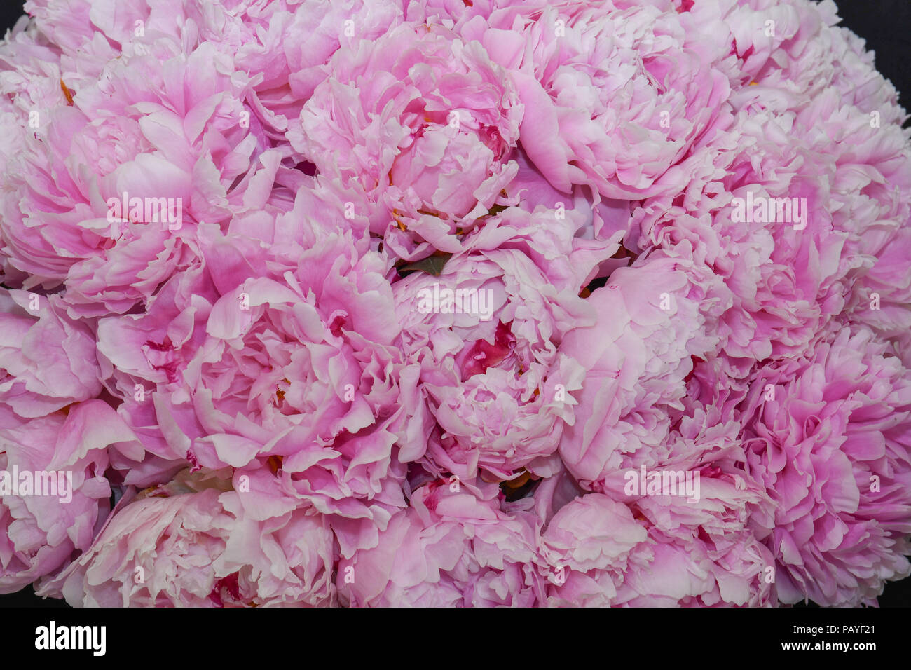 Disposizione della Peonia Sarah Bernhardt fiori di colore rosa Foto Stock