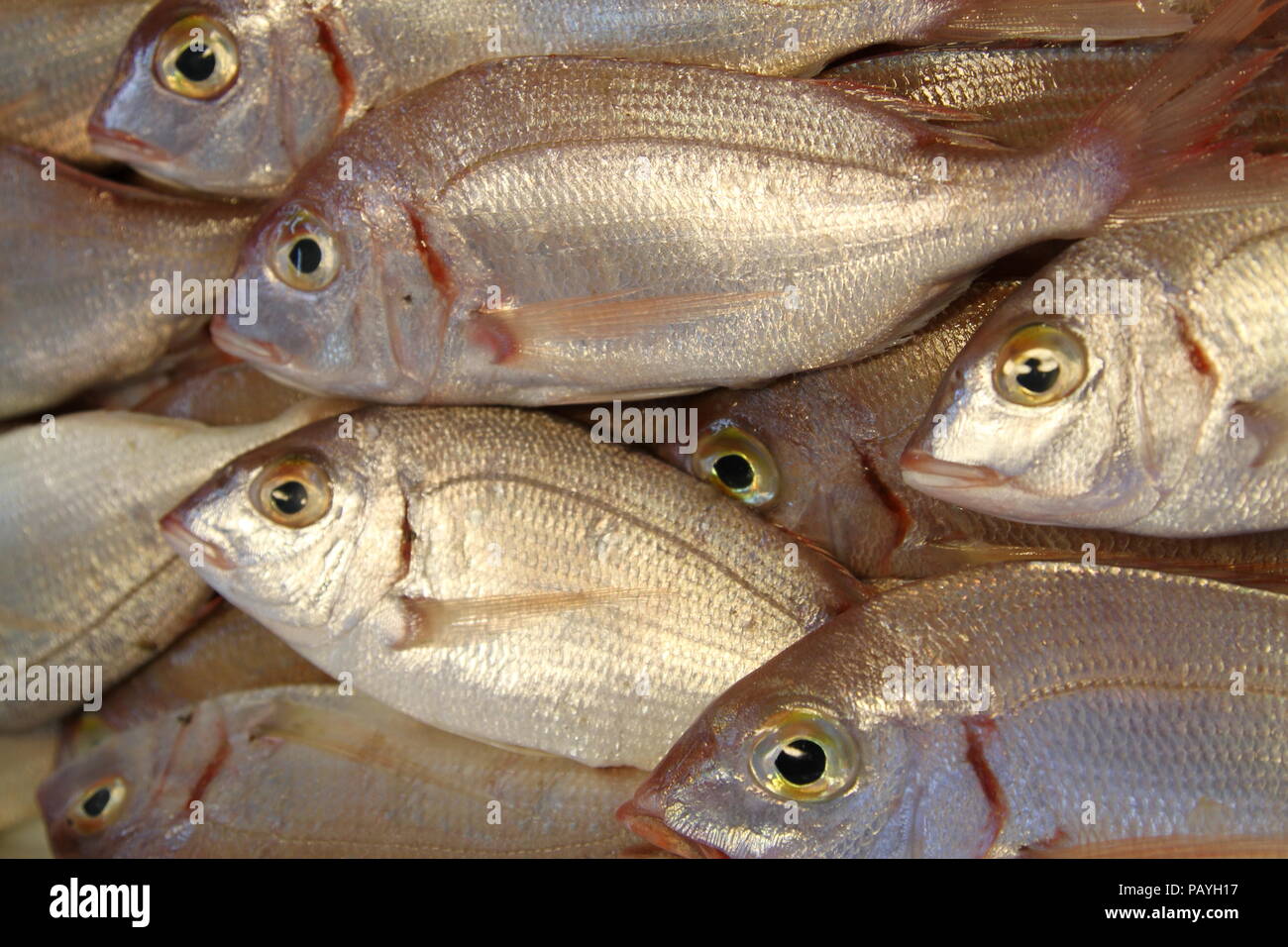 Pesce. Fish monger. Il pesce per la vendita. Pescoso. Le carni bianche.  Orate di mare. Lutiano rosso. Varietà di pesce. Mercato di Billingsgate. Il  cibo. Omega 3 olio di pesce. Pesce bagnato.