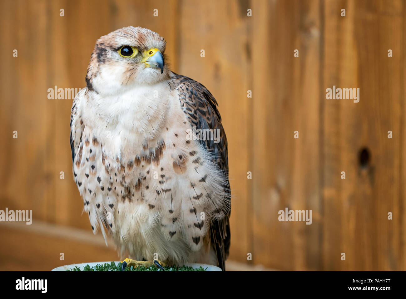 Lanner Falcon, Falco biarmicus rapace ritratto Foto Stock