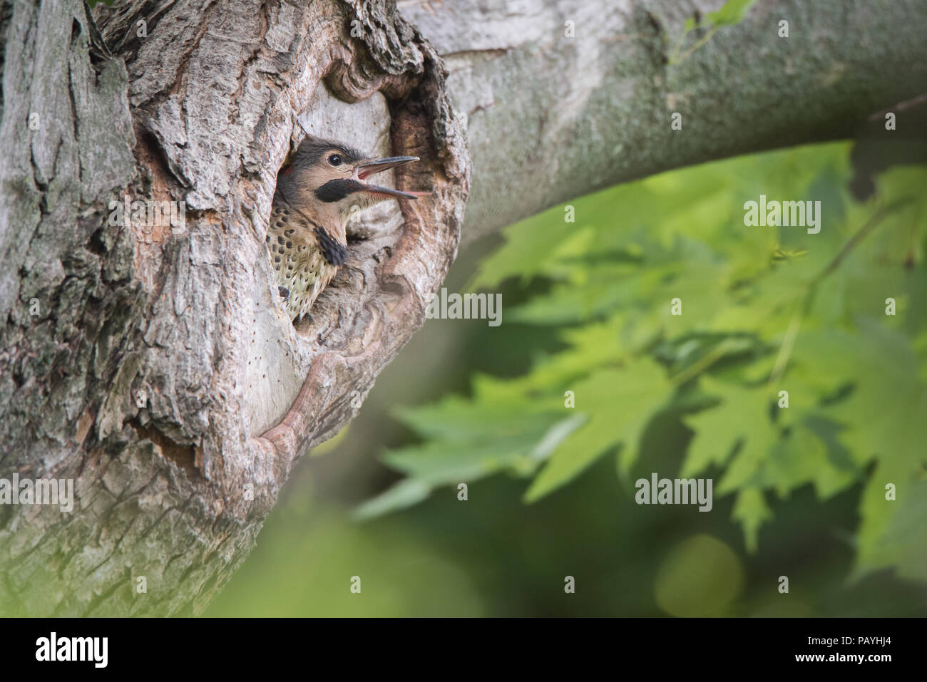 A nord del flicker neonata chiede ai suoi genitori per cibo a Toronto, Ontario del popolare Rosetta McClain giardini. Foto Stock