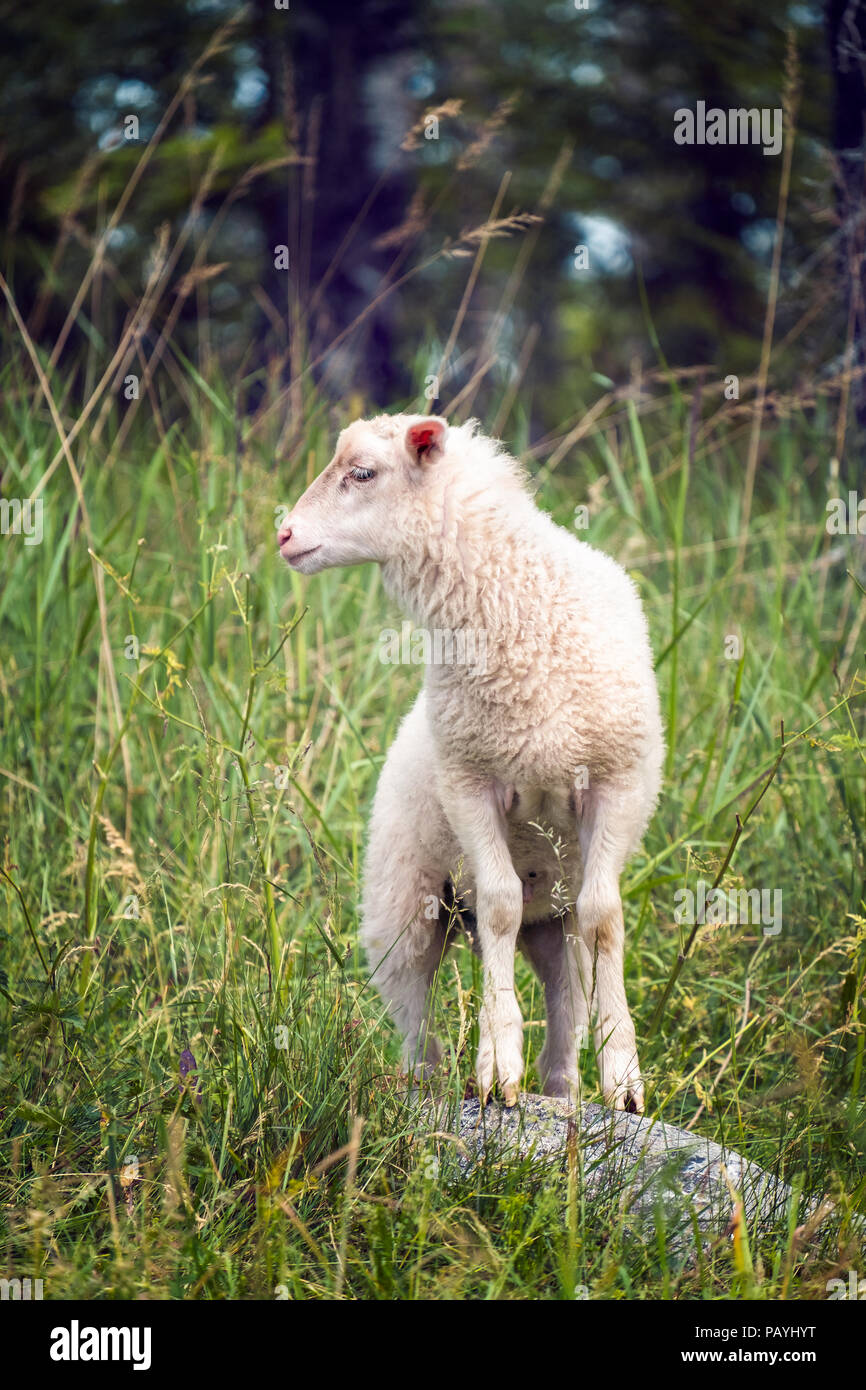 Carino il pascolo ovino nel prato Foto Stock