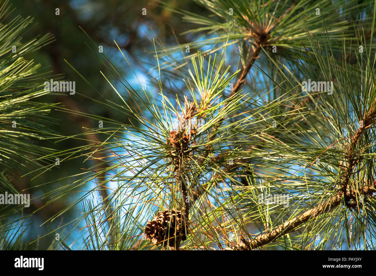 Alberi Foto Stock