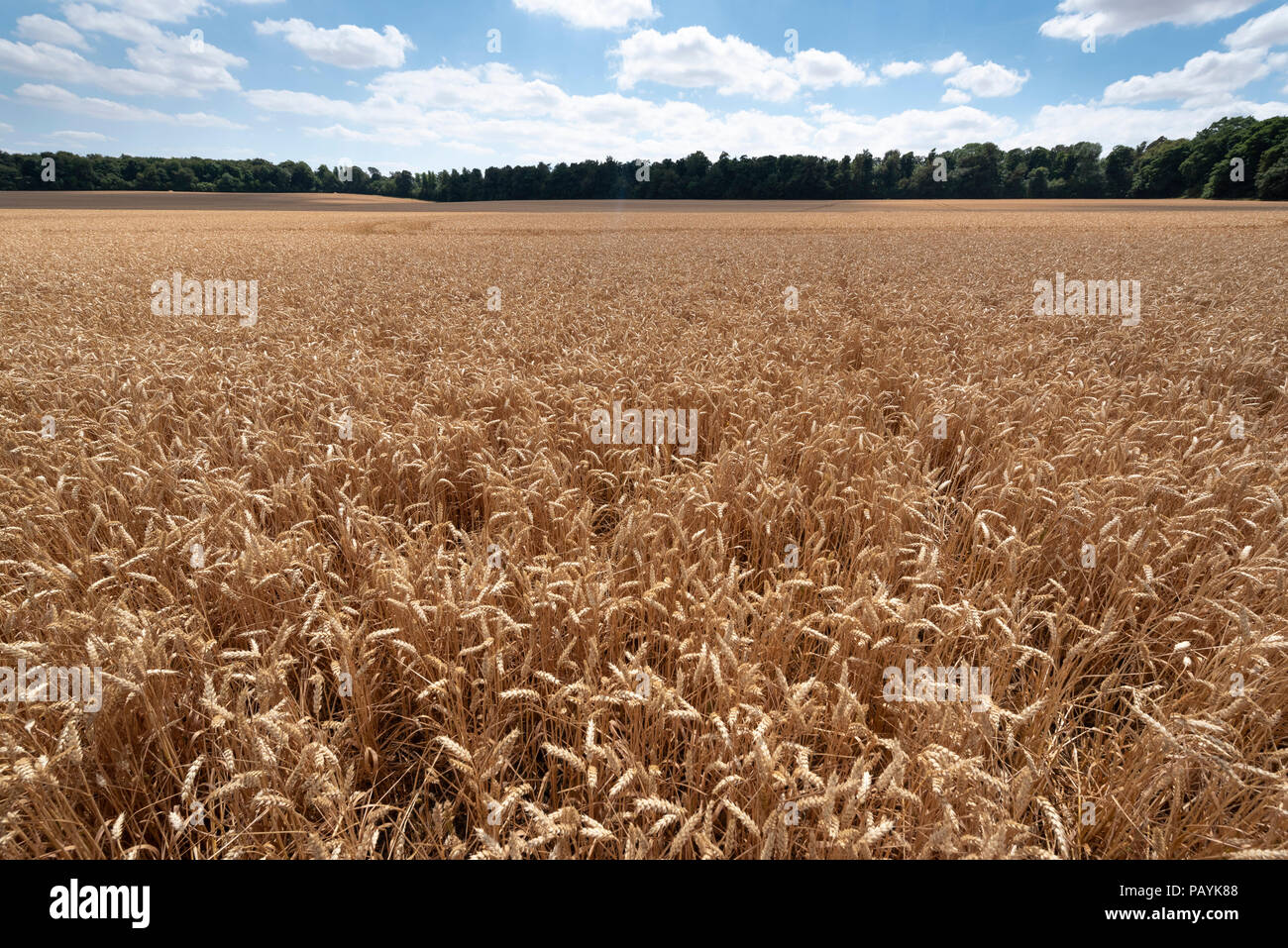 Campo di grano in Cotswolds, Gloucester Foto Stock