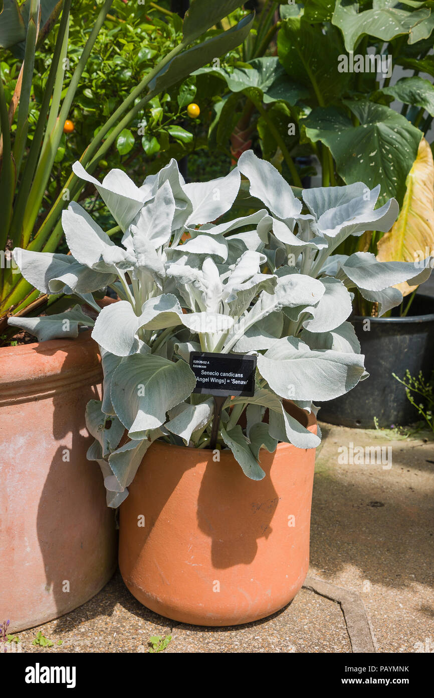 Un campione in vaso Senecio candicans ali d'Angelo offre un suggestivo oltre ad un giardino con patio nel Regno Unito Foto Stock