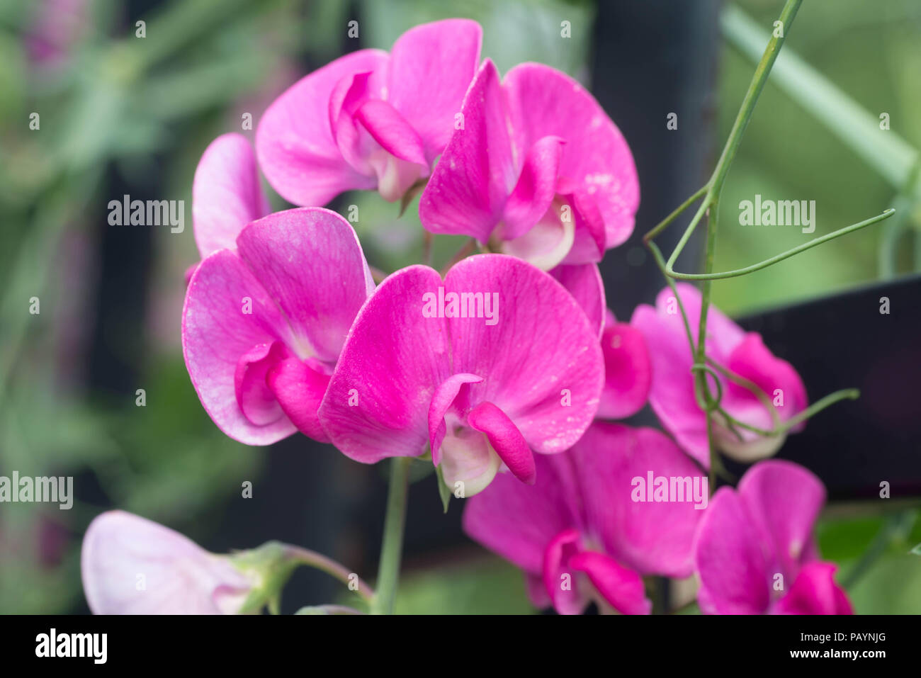 Sweet Pea Lathyrus odoratus fiori rosa macro messa a fuoco selettiva Foto Stock