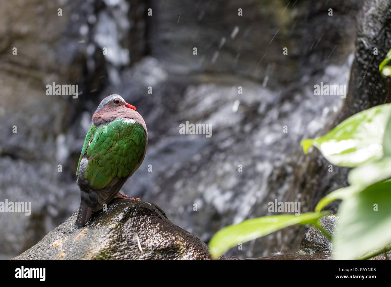 Fauna selvatica nella foresta pluviale. Immagine della natura del verde-colomba alato (Chalcophaps indica) dalla cascata tropicale. Bellissimo uccello in piedi su una roccia con wate sfocata Foto Stock