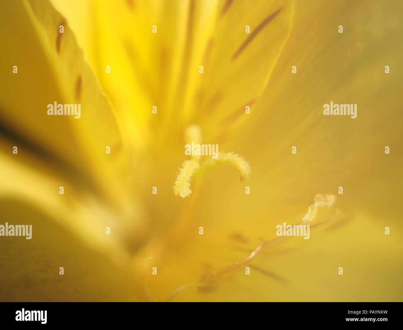 Giallo fiore alstroemeria close-up mostra stami e pistilli Foto Stock