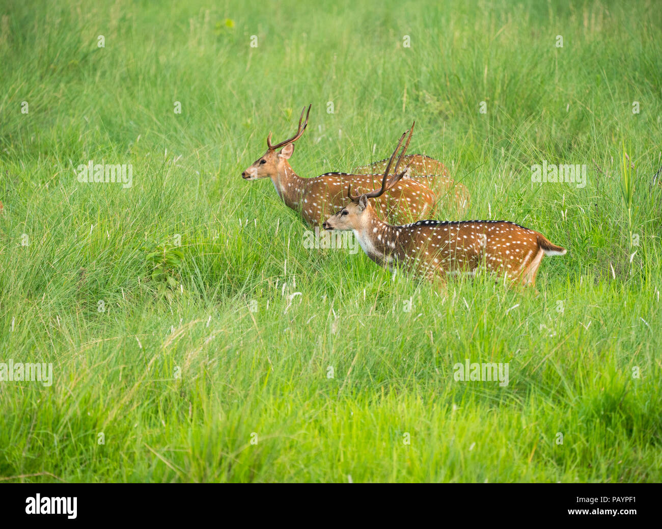 Sika macchiato o allevamento di cervi in erba elefante. La fauna selvatica e la foto di animali. Giapponese deer Cervus nippon Foto Stock