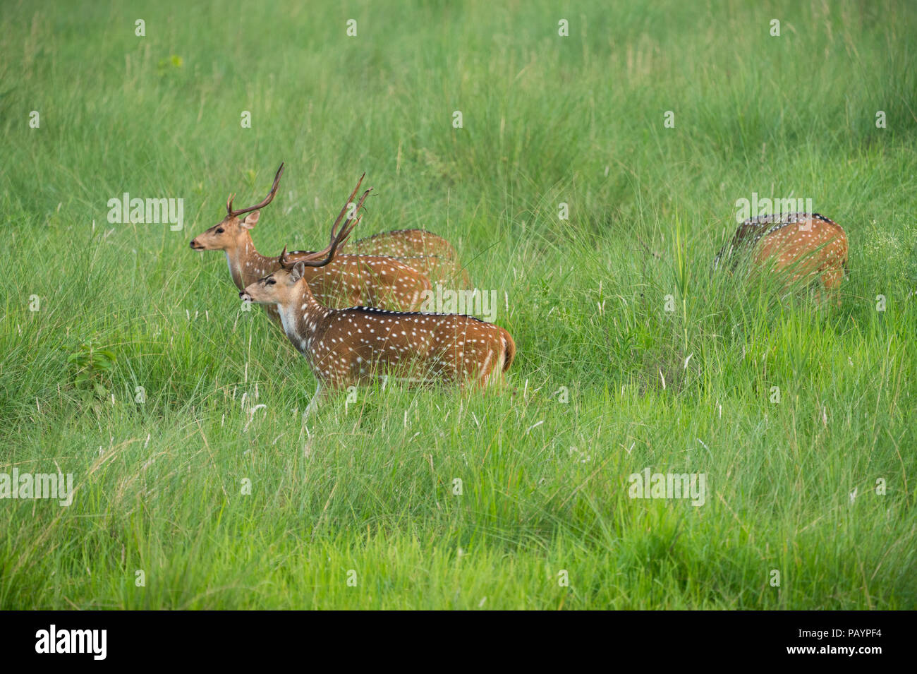 Sika macchiato o allevamento di cervi in erba elefante. La fauna selvatica e la foto di animali. Giapponese deer Cervus nippon Foto Stock