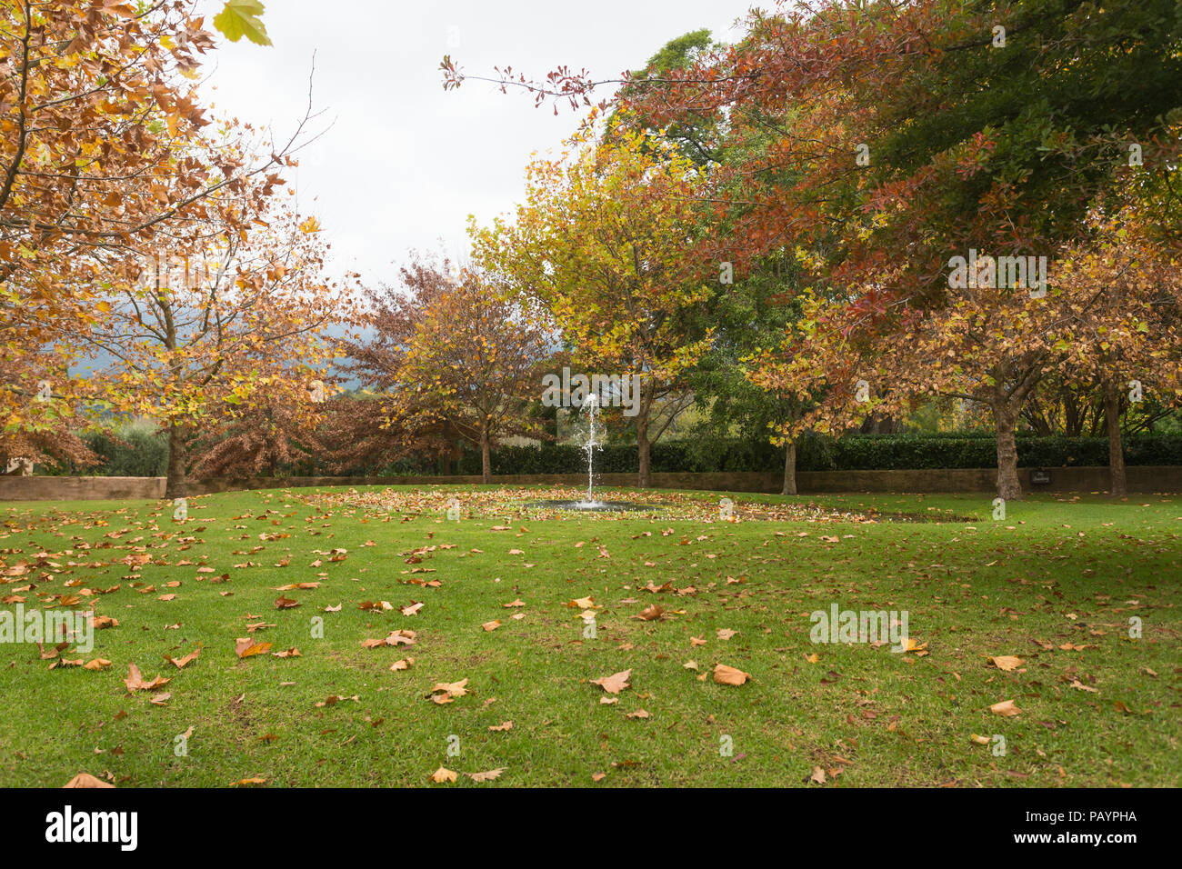 Giardino in autunno con laghetto e fontana di lavoro e foglie sparse su prato circondato da alberi di Franschhoek Cape Winelands Sud Africa Foto Stock
