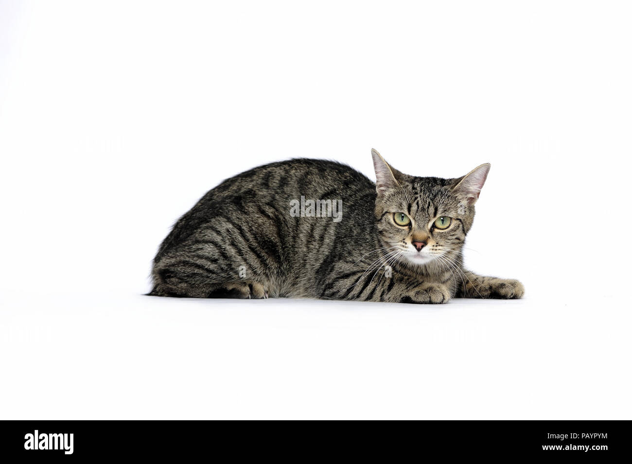 Animali, cat, orecchio, emozione, vuota espressione, occhi, giovani, domestici, animale domestico, il gatto domestico, gatti domestici, natur, la fauna selvatica, Foto Stock