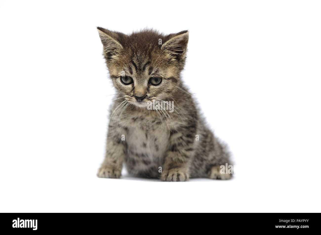 Animali, cat, orecchio, emozione, vuota espressione, occhi, giovani, domestici, animale domestico, il gatto domestico, gatti domestici, natur, la fauna selvatica, Foto Stock