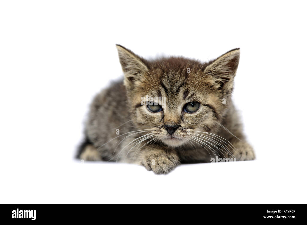 Animali, cat, orecchio, emozione, vuota espressione, occhi, giovani, domestici, animale domestico, il gatto domestico, gatti domestici, natur, la fauna selvatica, Foto Stock