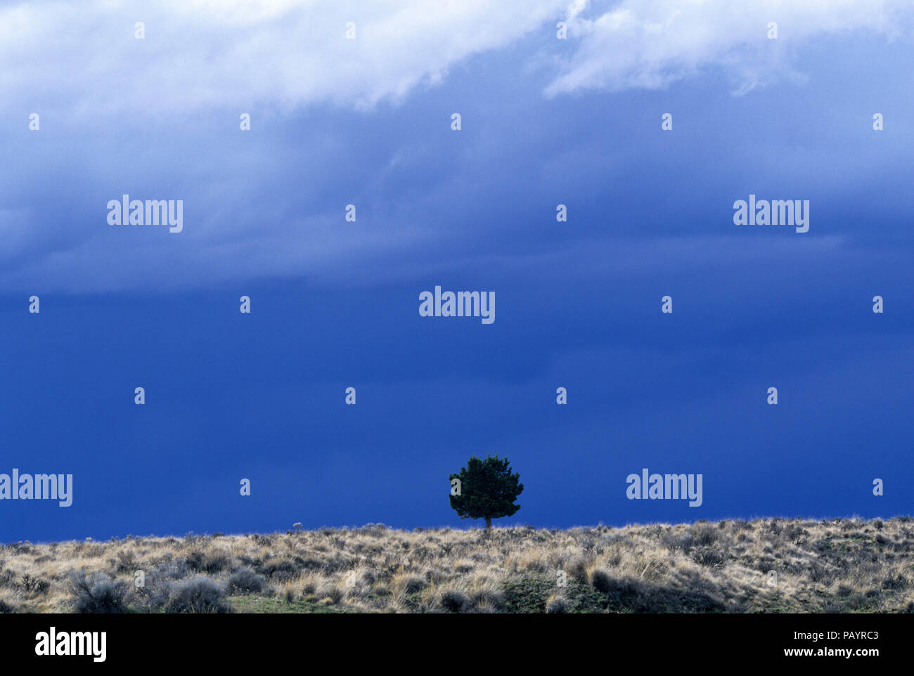 Lone juniper con temporale cloud, viaggio attraverso il tempo National Scenic Byway, Wasco County, Oregon Foto Stock