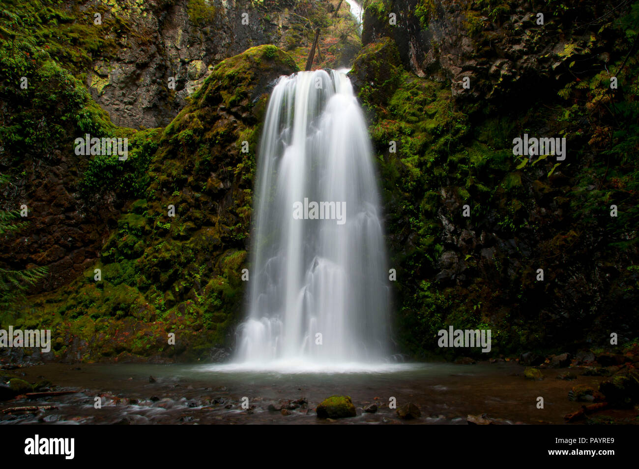 Falls Creek Falls lungo Falls Creek Falls National Recreation Trail, North Umpqua selvatica e Scenic River, Rogue-Umpqua National Scenic Byway, Umpqua Na Foto Stock