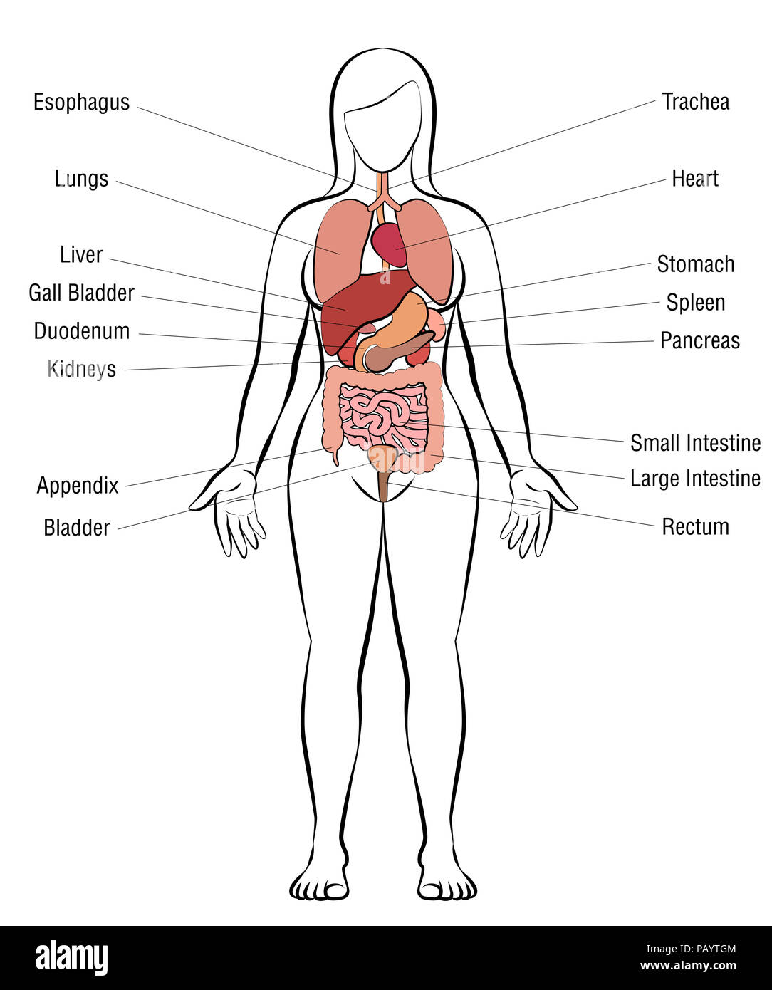 Organi interni, corpo femmina - schema anatomia umana illustrazione - su sfondo bianco. Foto Stock