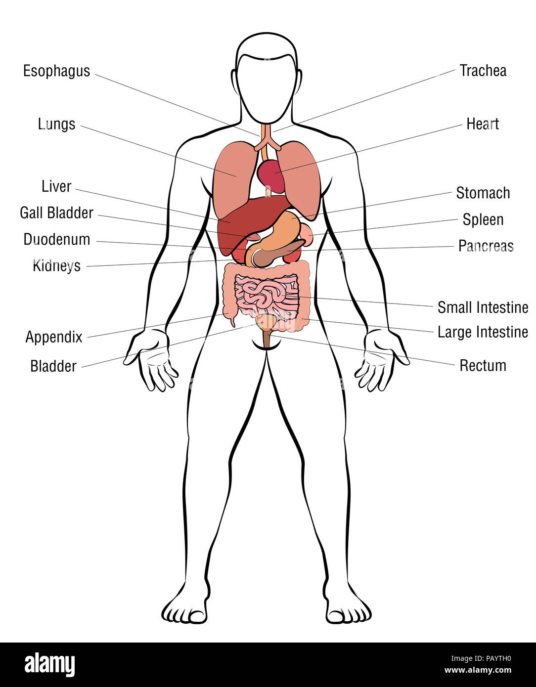 Organi interni, corpo maschio - schema anatomia umana illustrazione - su sfondo bianco. Foto Stock