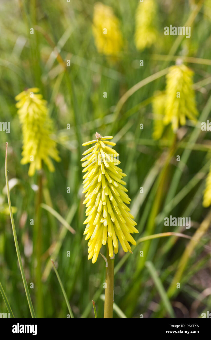 Giallo fiore di Kniphofia picchi. Foto Stock