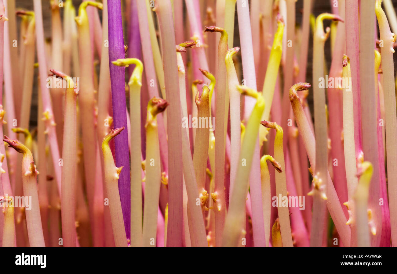 Foto macro di germogli di rosa germogliato di patate Foto Stock
