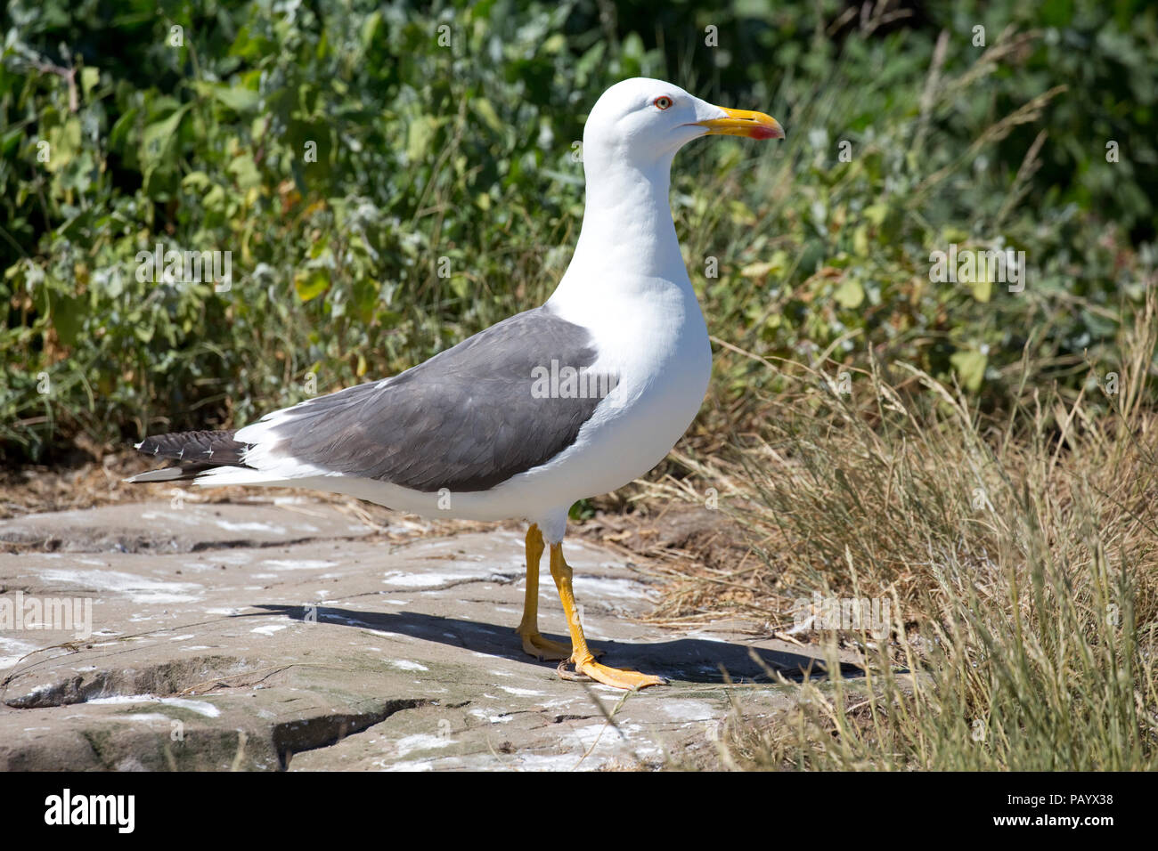 Gloceup singola nero minore-backed gull Larus fuscus farne Islands Northumberland REGNO UNITO Foto Stock