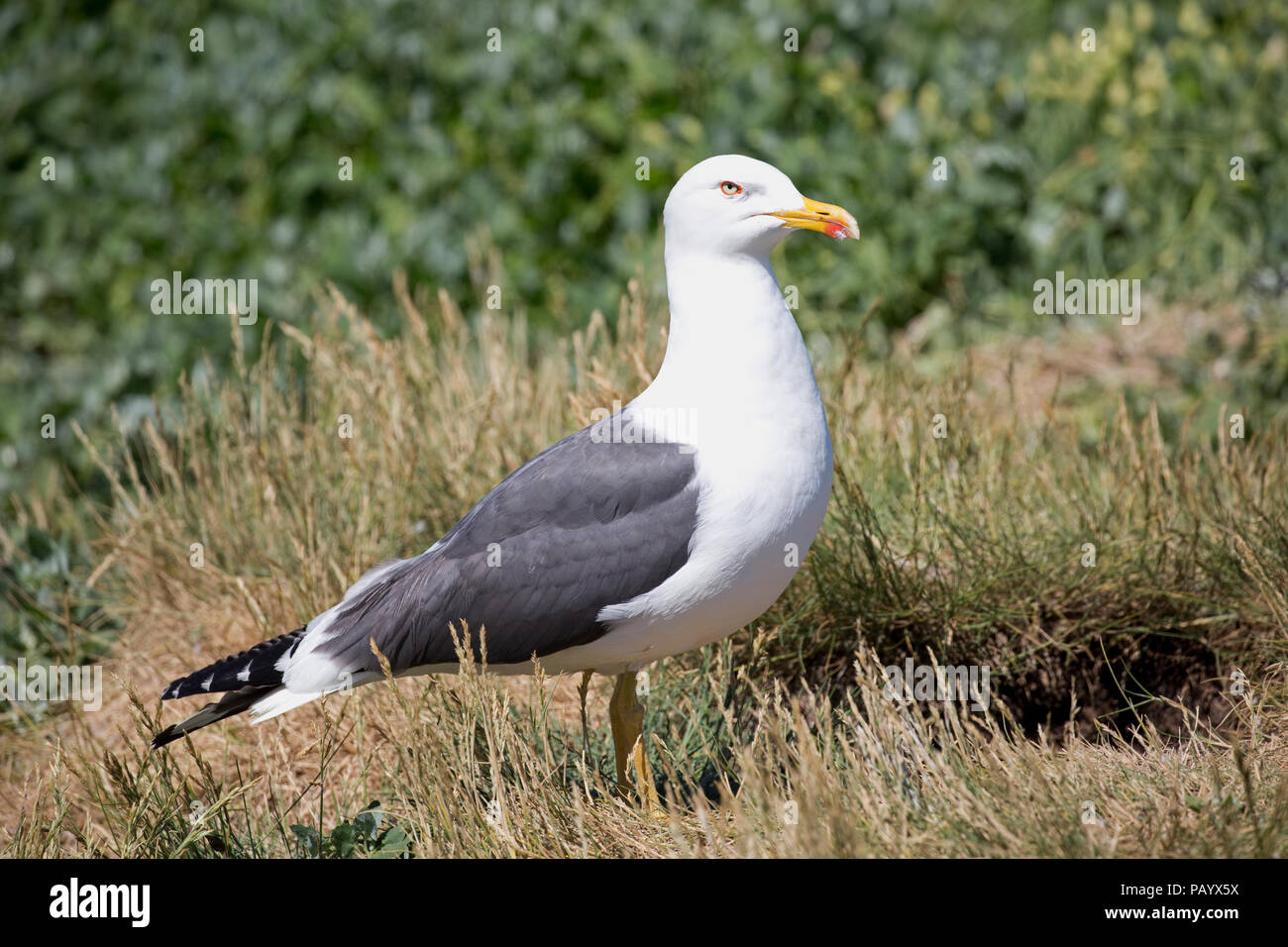Gloceup singola nero minore-backed gull Larus fuscus farne Islands Northumberland REGNO UNITO Foto Stock