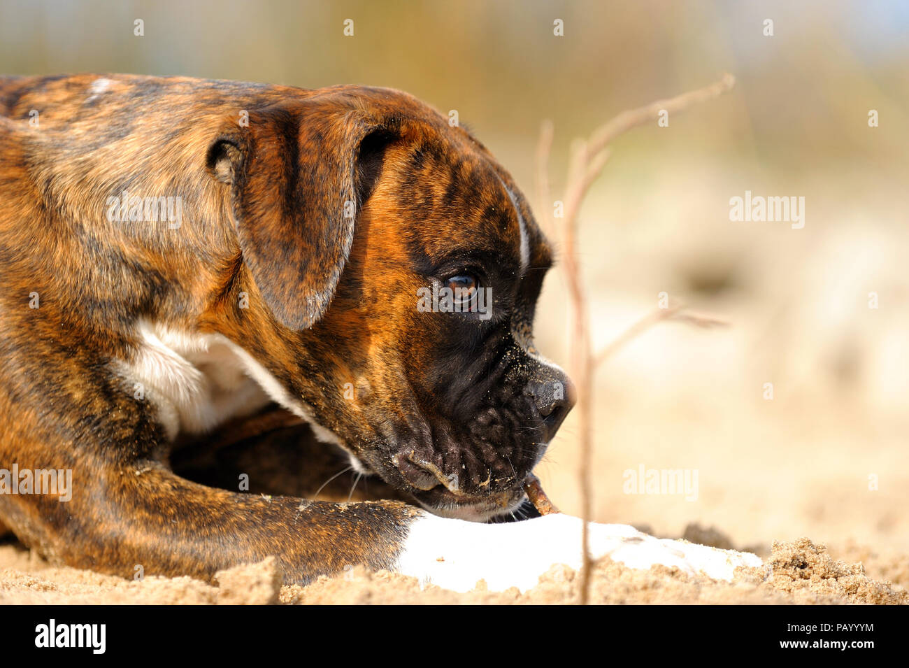 Tedesco cane Boxer Foto Stock