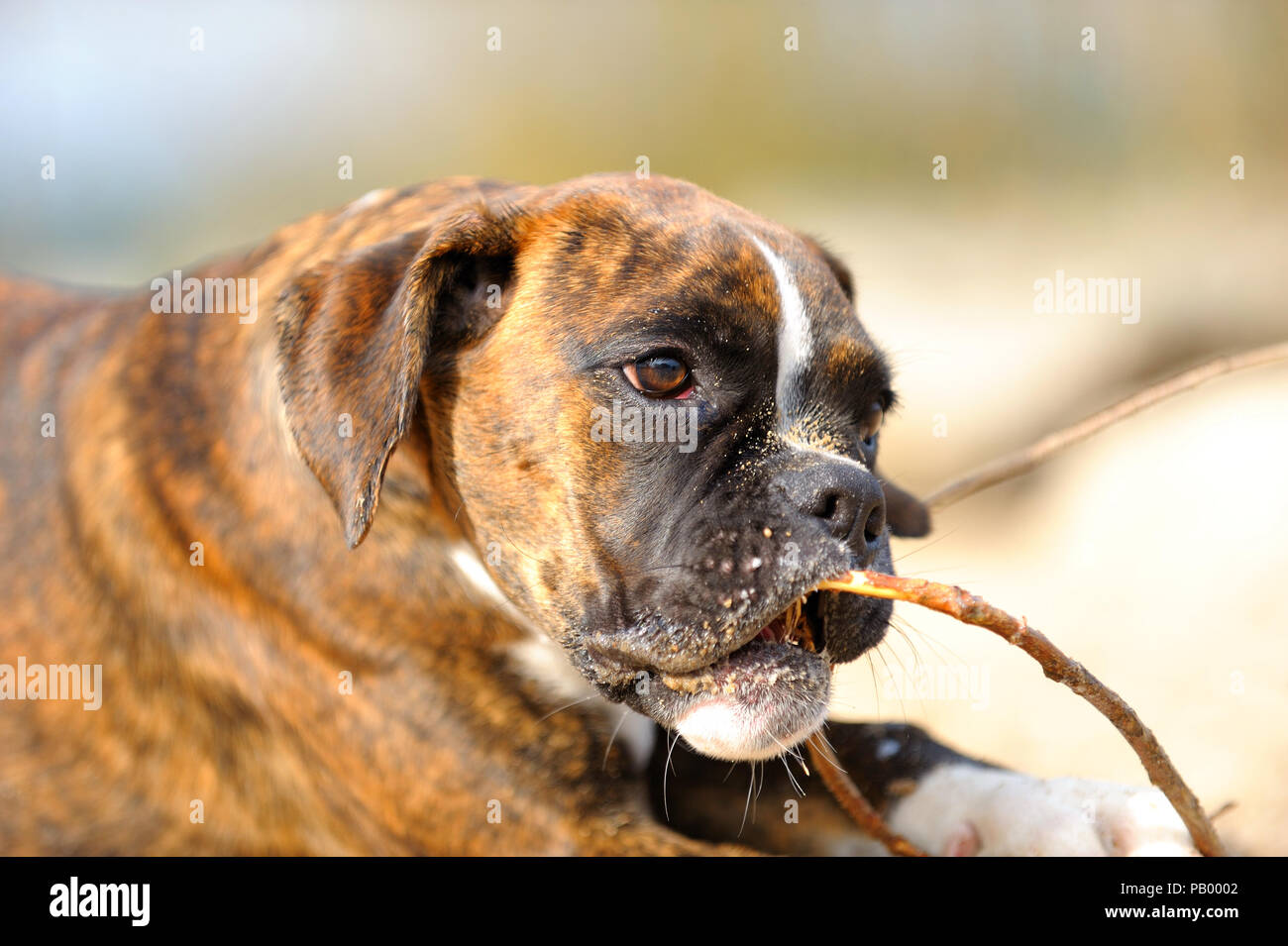 Tedesco cane Boxer Foto Stock