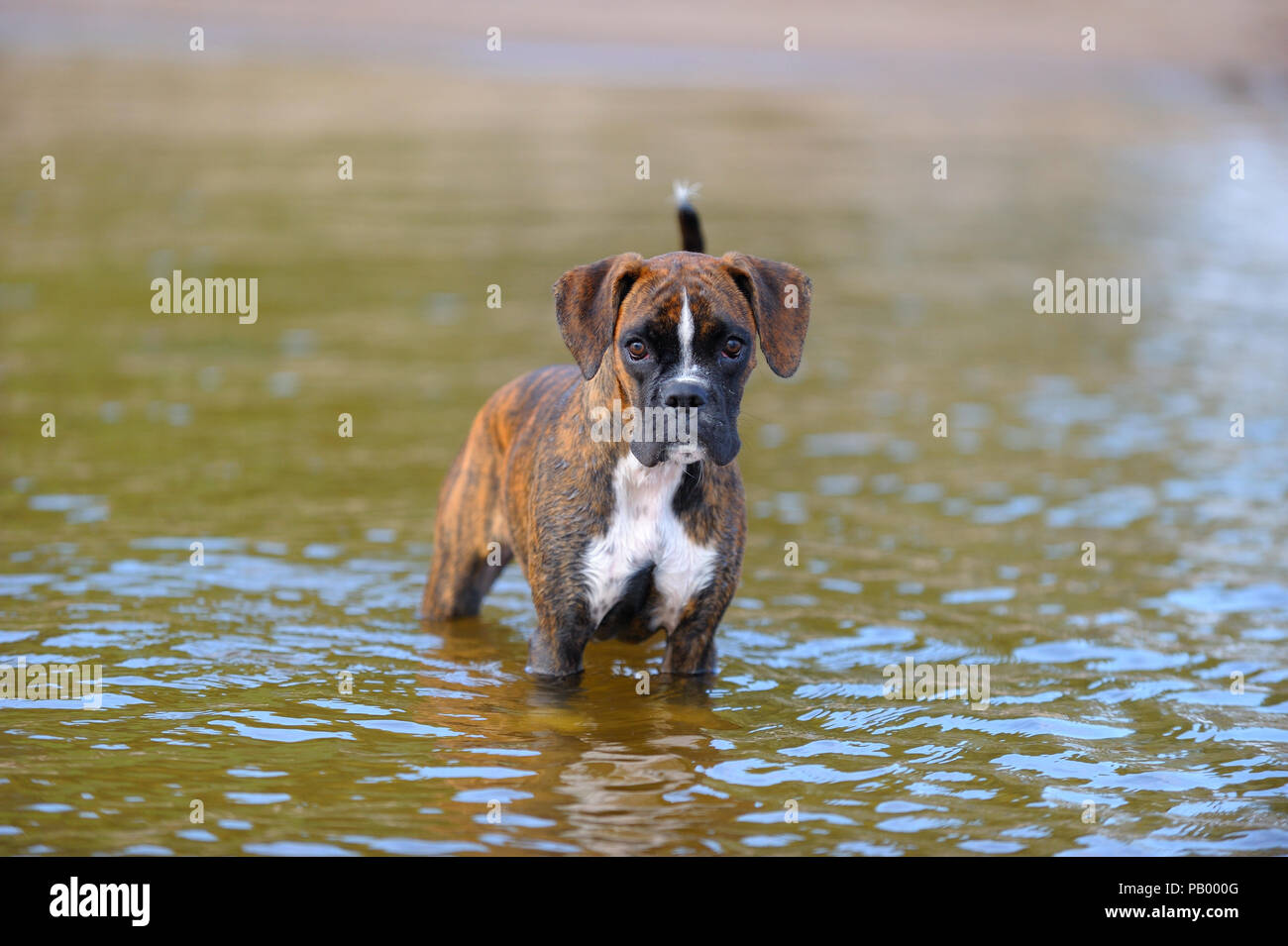 Tedesco cane Boxer Foto Stock