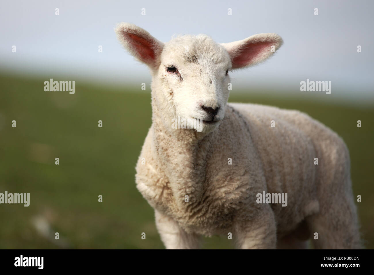 Ritratto di un agnello Foto Stock Ritratto di un agnello Foto Stock