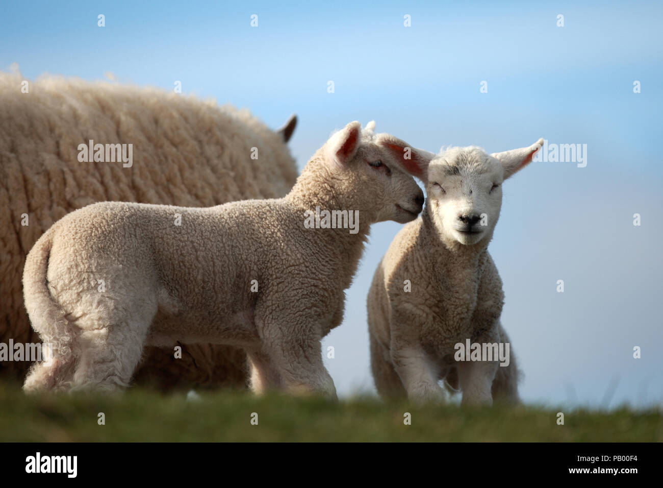Due agnello sta parlando Foto Stock