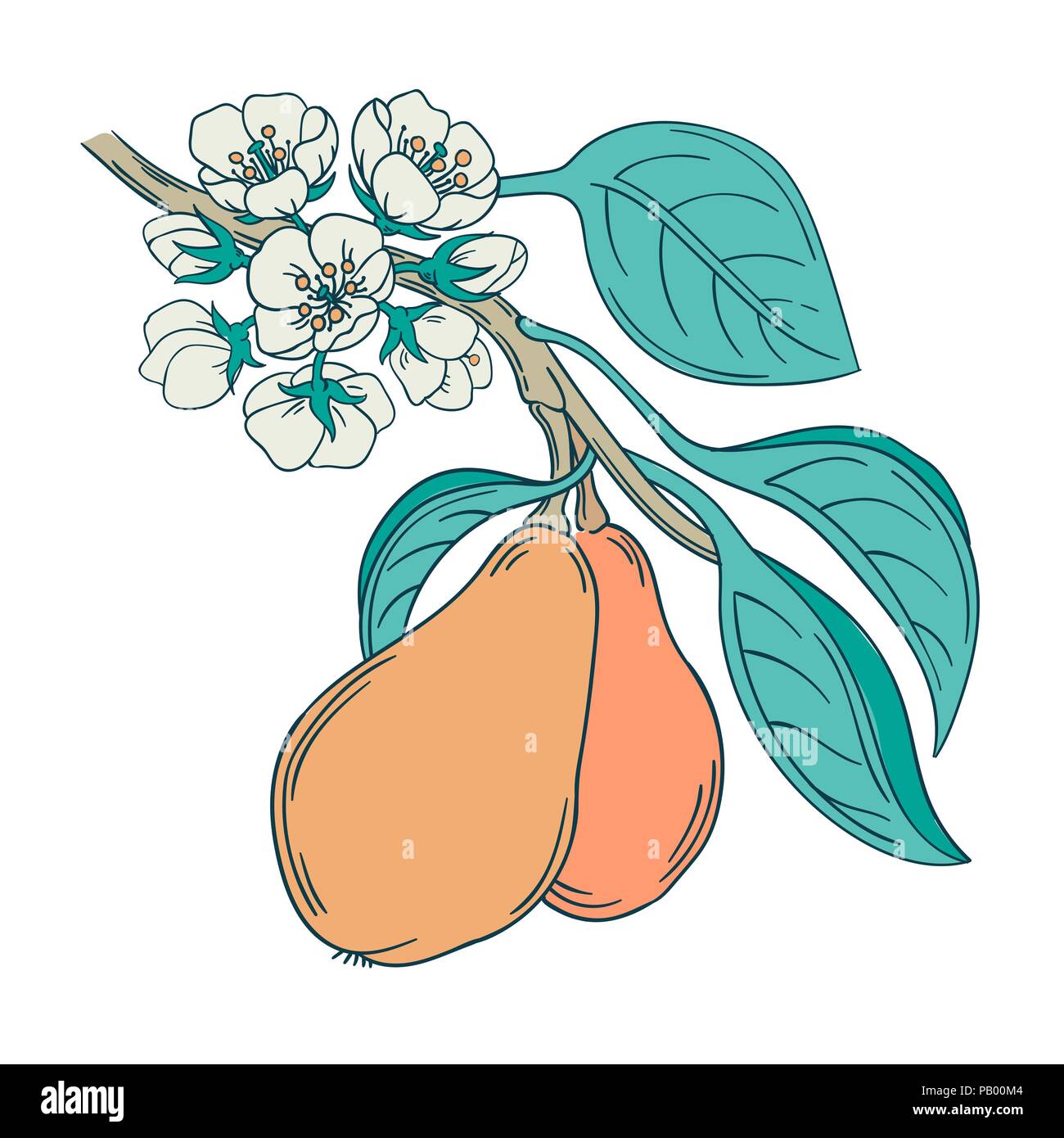 Illustrazione vettoriale di un albero di pera ramoscello rétro in stile antico, con i fiori sbocciano e frutti maturi, in stile vittoriano illustrazione botanica isolati su Illustrazione Vettoriale