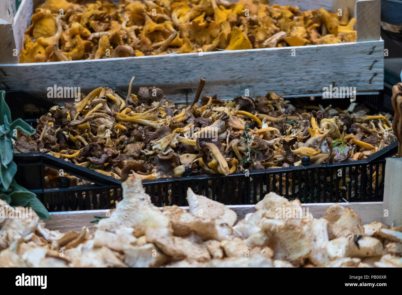 Selezione di funghi e funghi in London Borough Market, REGNO UNITO Foto Stock
